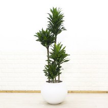 [화수분] 드라세나 콤팩타 중대형 고급 실내인테리어화분 카페화분, 콤팩타 무광 화이트 원형화분, 1개