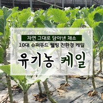 친환경 유기농 케일 쌈용 즙용 1kg, 1box, 안동 햇 부사 중-대과 14kg(흠과)