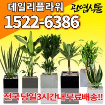 개업축하화분배달 개업식 인테리어식물 집들이 선물 금전수 스투키 산세베리아 만냥금 뱅갈고무나무 떡갈나무 알로카시아 소철 극락조 파키라 거실화분 실내화초, (선택E1)초화모듬