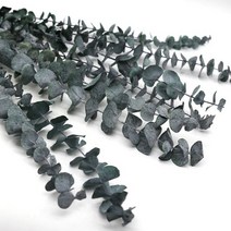 블랙잭 유칼립투스 프리져버드 한줄기