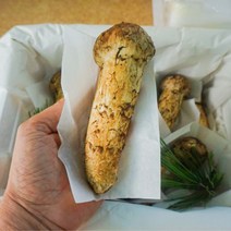[최고급]백두산 자연산송이버섯 1품 특품 선물, 특품(1kg)