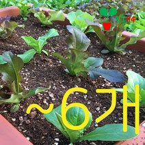 모종 ~다양한 채소 묘종 베란다 텃밭 세트 쌈채소 상추 대파 방울토마토 고추 허브 공기정화식물 꽃 식물 시장 114 화분 봄 여름 가을 겨울 씨앗 비료 학교 옥상 김장 딸기 키우기, (902) 미니 텃밭 화분(색상:토기색)