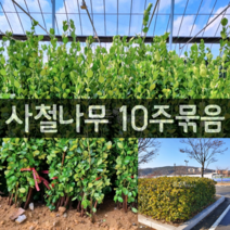 [모든원예조경] 사철나무 묘목 (키1m전후) 10주묶음 사철묘목 울타리 정원용나무 아파트조경