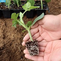 육묘장 원예용 주말농장 망고 수박모종 베란다텃밭, 20주