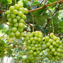 리서스원예 샤인머스켓나무 키우기 샤인머스켓묘목 유실수 삽목1년, 샤인묘