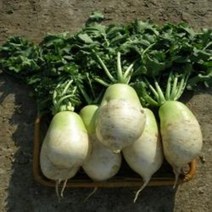 (예약중)유기농 김장무5kg(5~8개)/ 설명참조, 1)11월5일 토요일