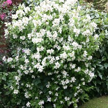 세종식물원 고광나무 스노우벨 화분 하얀꽃 향기나는 나무