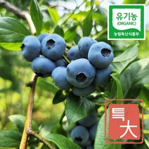 유기농블루베리 냉동 국산 3kg 대과 산지직송, 강특대과 3kg