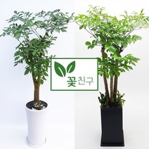 꽃친구 해피트리 사기분 사각분 중형 대형 개업화분 축하화분 집들이화분, 해피트리 사기분 1호, 물받이받침(8.000원)