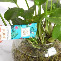 공기정화 수생식물 식물영양제 1SET(10ml x10ea) 텃밭 화분 액상 수경식물 비료