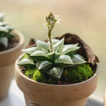 하월시아 옵투사 19종, 19 대자 옵투사