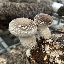 무농약 생 표고버섯 1kg 참나무 원목 당일수확출고 가정용, 표고버섯 상품 1kg