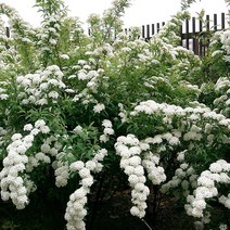 [새싹에서 나무까지] 공조팝나무 (키 50cm~60cm) 개화주, (1개)