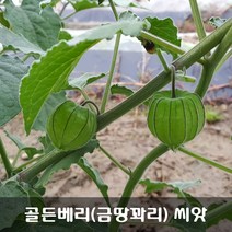 [해피플라워] 골든베리 금땅꽈리 케이프 구즈베리 씨앗 100립 / 봄 파종 웰빙푸드 종자