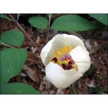 산작약종근 10주