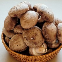 신선한 표고버섯 선물세트 1kg(실속형) 스티로폼포장, 표고선물세트/실속형(1kg)
