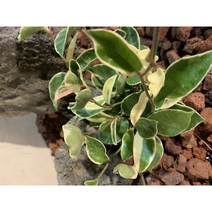 [미니정글] 꽃피는 덩쿨 관엽 식물 호야, 1개