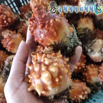 통영가리비 홍가리비외 해산물 골라담기, 1개, 피멍게1kg대