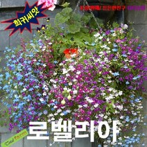 (희귀씨앗) 로벨리아 혼합 25립, 상세페이지 참조
