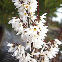 충주원예조경/미선나무/80cm/개화주/5주, 주