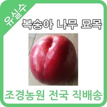 대한조경농원 복숭아 나무 묘목 (1년생 5주묶음)[장호원황도 엘바토 천중도 경봉(오도로끼) 신선 신비 후레부탄 선프레이 천홍 레드골드 환타지아 오월도 슈퍼골드 신품종 설홍 수미 유미 스위트퀸 엘로드림], 오월도 5그루
