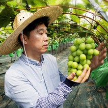 김천 포도장인 샤인머스켓 특등급, 특품 2kg (3~4송이), 1개