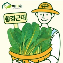 아시아종묘/근대씨앗종자 황경근대 황근대(5g)