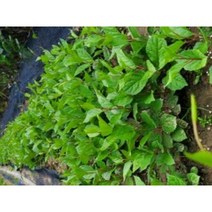 구기자묘목 30주, 1개