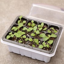 모종 트 육묘 파종 미니 온실 하우스 12구 뚜껑 반려식물 습도 유지 식물 2개, 뚜껑모종트레이12구