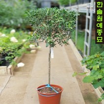 올리브 아르베키나(자가수정)/소/중/대형 포트, 03 아르베키나-3년생 DT화분, 1개