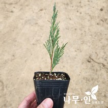[나무인] 블루엔젤 포트묘 5그루, 5개