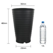 48cm 큰 화분 높은 식물 산세베리아 타이거하니 여인초 키우기, 펄골드