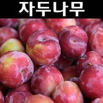 자두(왕자두) 접목1년(뿌리) 3개/나무 묘목/과실수/유실수