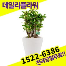 꽃기린 다육이 개업축하화분배달 개업식 개업선물 식당 카페 개원 집들이 승진 취임 부임 영전 전국당일무료배송