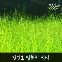 [미초] 미니 헤어그라스 수초 (약 25뿌리) / 전경수초 / 초보자 수초 / 어항 수초, 약 25뿌리