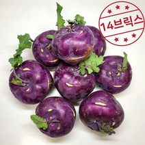 [햇살담아팜] 14브릭스 고당도 콜라비 제주 산지직송 제철 초당 콜라비, 콜라비 5kg