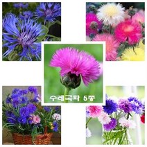 [모야모 꽃씨] 수레국화 5종 꽃씨 꽃씨앗