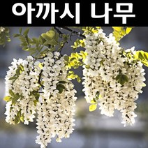 아까시나무 실생1년 플로그묘 5개/나무 묘목/활엽수/정원용