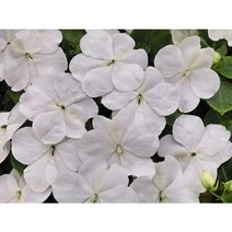 (이쁜씨앗) 임파첸스 롤리팝 화이트 10립(알)