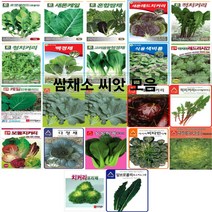 코리아팜 쌈채류 씨앗/로켓셀러드(루꼴라)/새론케일/혼합쌈채/새론레드치커리/적치커리/청치커리/백경채/고려몸짱청경채/식용색비름 2g/레드러시안케일/만추콜라드케일/맛짱케일/레드치커리, 11.아시아종묘-만추콜라드케일 10g, 1개