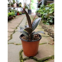10~25cm 28 멜라니고무나무 소품