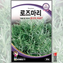 로즈마리 30립 / 다년생 허브씨앗 씨앗 화단 정원 꽃밭