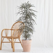 에이리프스토어 드라세나 콤팩타 이태리 토분 대형화분, 민자 화분받침(기본), 추가 안함(기본)