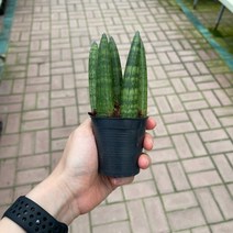 [가든테라스] 스투키 본셀스투키 공기정화식물 미니화분 미세먼지제거, 1개