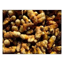 (원진약초농원) 울금종자 1kg/강황종자/울금종근/강황종근