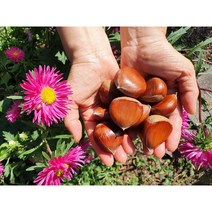 23년 햇밤 공주 정안 알밤 국내산 생밤 100%, [칼집 X] 공주 햇밤 대2Kg