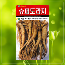뿌리채소 민속씨 재래씨 도라지 히카마 얌빈 더덕 잔대 황기 인삼 당근 순무 콜라비, 20일무