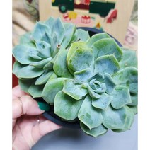 [룰루랄라다육][랜덤]다육식물 펀퀸, 1개
