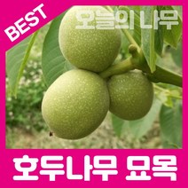 합리적 가격의 우수한 호두나무묘목(실생호두 접목호두), 실생호두묘목 상묘