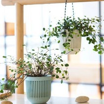 미니 다육이 화분 행잉 화분 행인화분 행잉플랜트 벽화분 벽걸이화분 공중식물, 그린